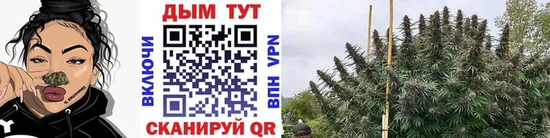 что такое   маркетплейс телеграм  МАРИХУАНА семена  Ессентукская 
